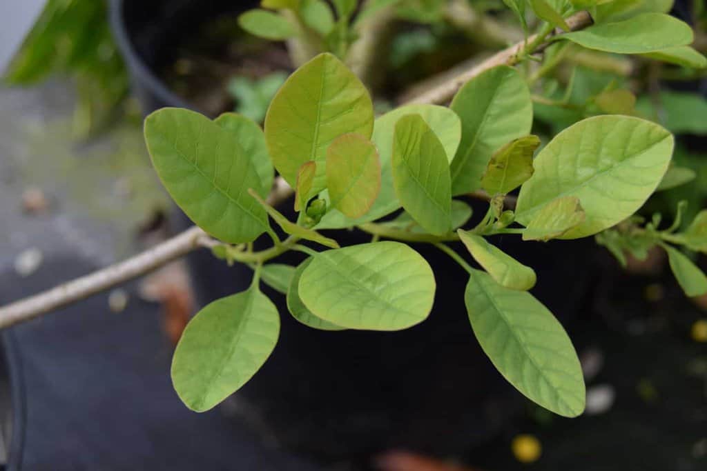 Cotinus coggygria 'Young Lady' 100-125 cm
